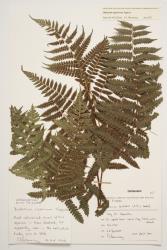 Diplazium nipponicum. Herbarium specimen from Hamilton, WELT P010256, showing deeply 2-pinnate-pinnatifid frond.
 Image: B. Hatton © Te Papa CC BY-NC 3.0 NZ